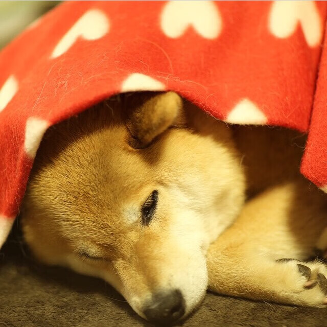 开云sport-葡萄酒与沙漠风暴，克瓦拉茨赫利亚爆发之夜，突尼斯掀翻巴黎的足球启示