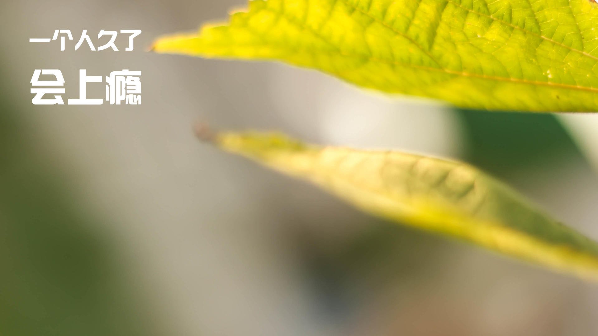 双城记，当戈贝尔筑起防盗门，北京队用纪律收割快船