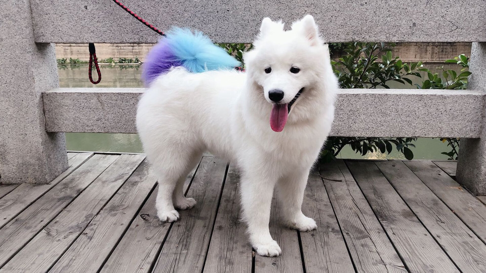 脚步声中的篮球哲学,从上海滩到冠军梦