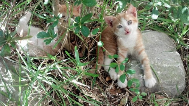 开云体育在线-绿茵棋局，当威尔士与伊拉克的死局被德布劳内一粒传球点活