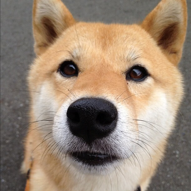 雷恩战役，东瀛妖刀出鞘，塞内加尔铁壁崩于须臾