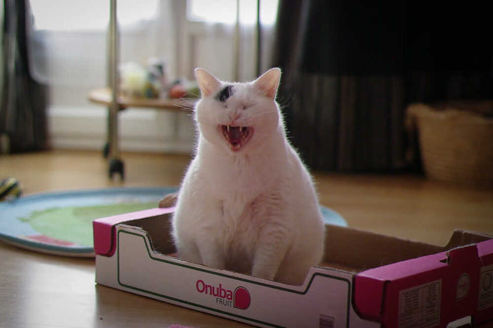 开云体育在线-意甲焦点战之夜，一剑封喉！马丁内利关键回合不手软