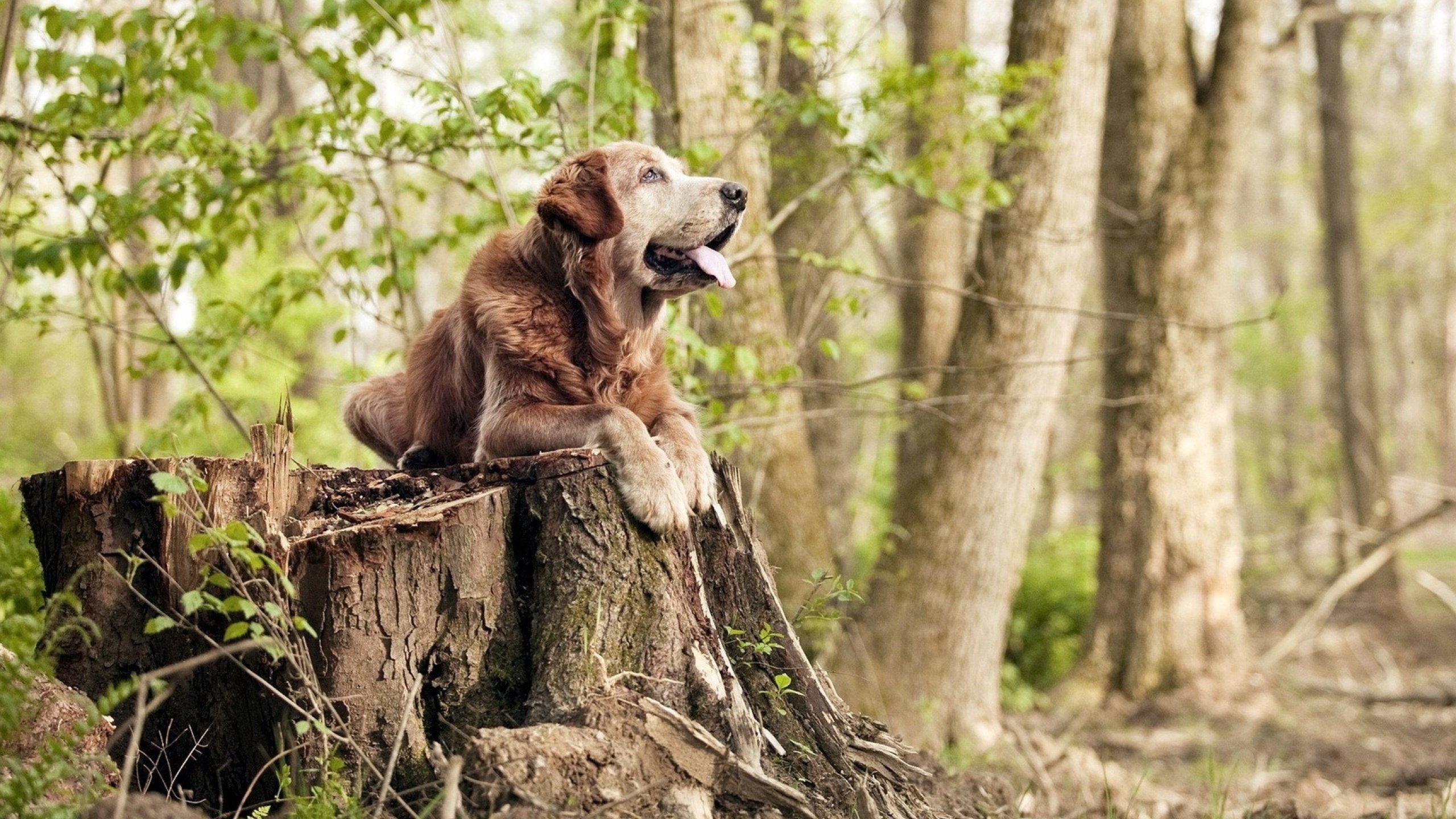 开云sport-跨界主宰，步行者碾碎老鹰之夜，贝恩于英超争冠战场擎起胜利旗帜