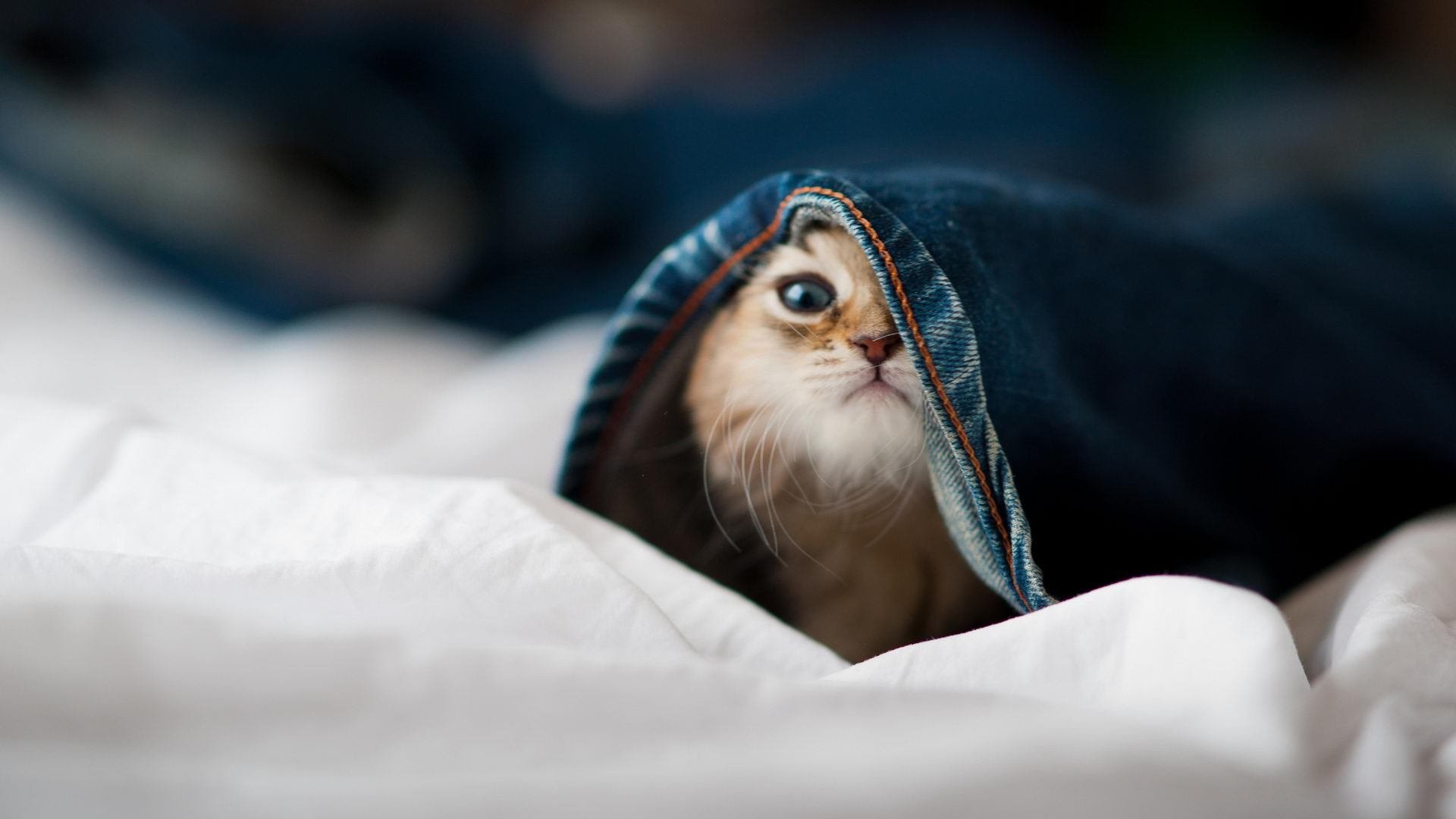 开云体育登录-猛龙怒吼，欧冠淘汰赛焦点战，新疆队遭无情收割