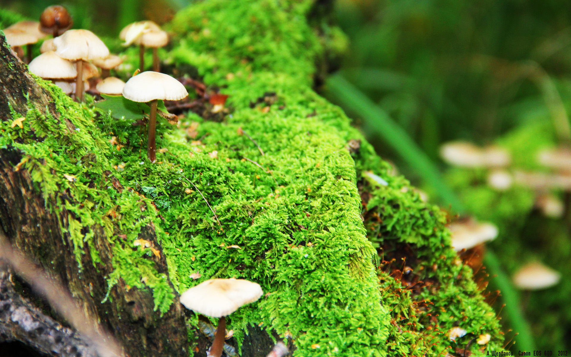 开云体育中国-跨界掌控，当拉梅洛的魔幻篮球智慧注入湖人对阵雄鹿的史诗对决