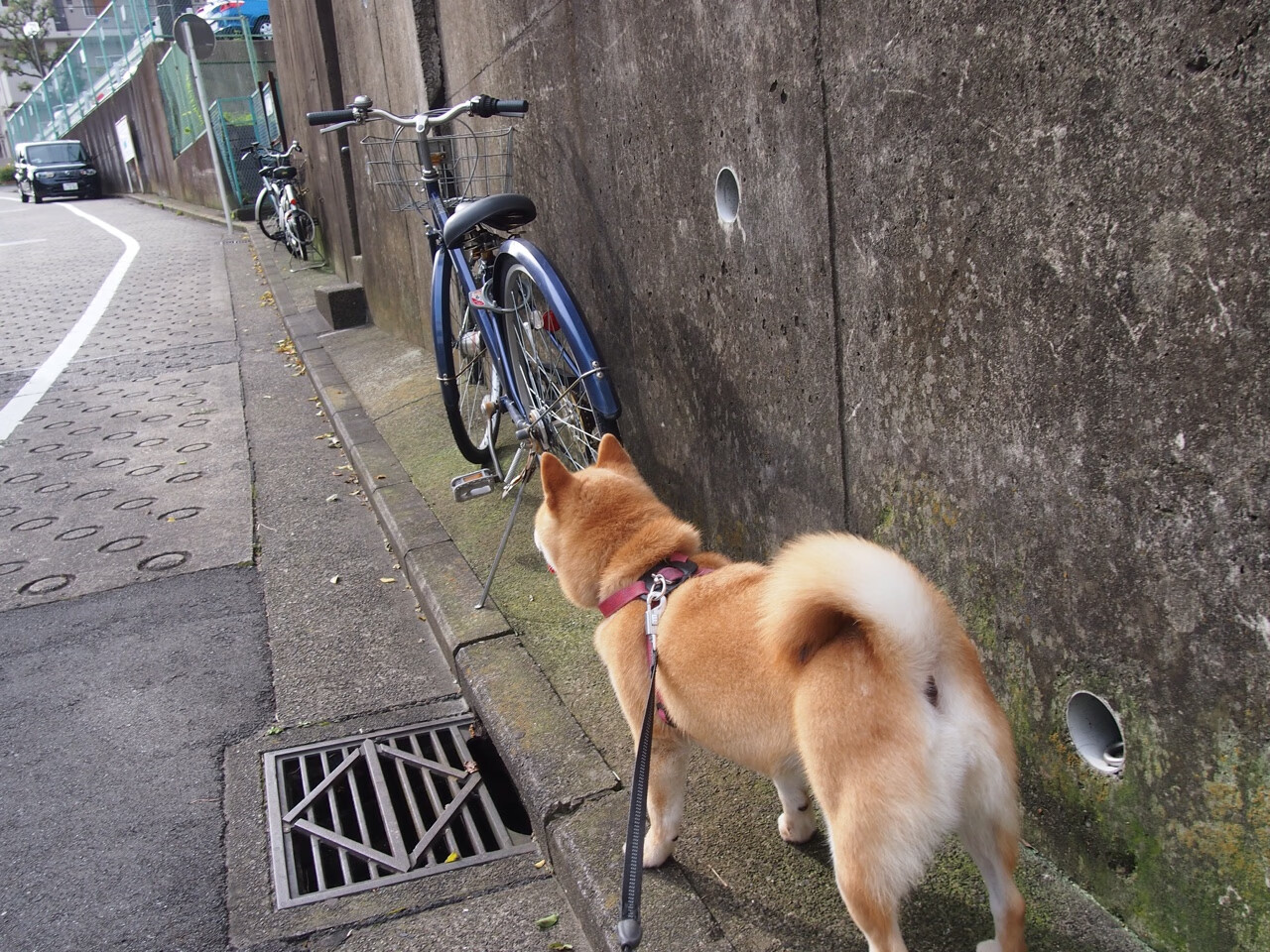 开云体育官网-北非雄鹰啄碎太极虎，当突尼斯人的狂喜撞上加克波的无情冷静