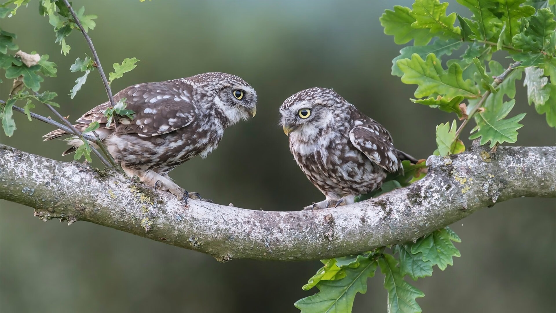 当得分机器布克撞上钢铁防线活塞—一次个人英雄主义与团队铁律的碰撞