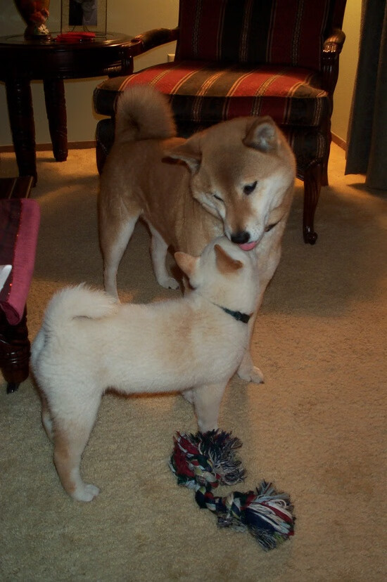 地中海之火熔北欧寒冰，突尼斯鏖战芬兰，格列兹曼一箭定乾坤