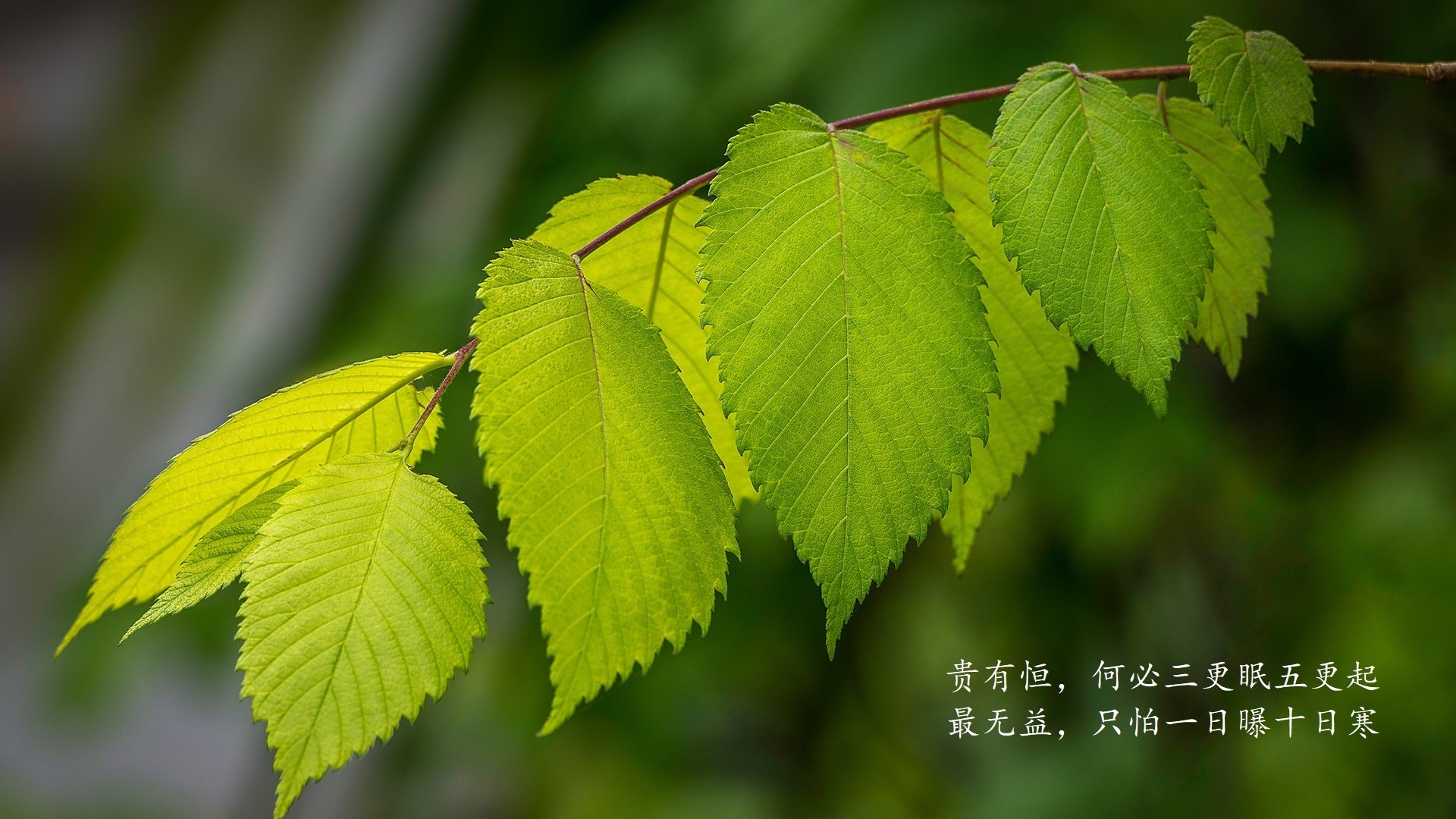 传切风暴锁死巨人阵，勇士极致团队破解吉林，切特攻防一体堪称完美